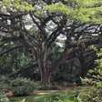 Caribe tem uma das árvores mais bonitas da Europa
