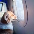 Saiba quais são seus direitos ao viajar com pets em aviões