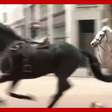 Cavalos fogem e deixam feridos no centro de Londres