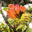 Espatódea: conheça a árvore com flor gelatinosa que pode intoxicar abelhas