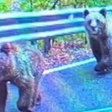 Turista é atacada por urso após parar na beira de estrada para tirar foto