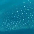 Maior peixe do mundo, tubarão-baleia 'passeia' em praia do Rio; assista