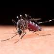 Crise climática "exporta" dengue para outros países