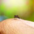 Mais da metade da população mundial pode ter doenças transmitidas por mosquitos