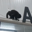 SC: macaco 'Chico' invade mercado, bebe cerveja e provoca 'caos' antes de ser capturado; veja