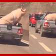 Vídeo flagra porco e cabrito sendo transportados na traseira de caminhonete em SP