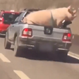 Motorista transporta porco amarradogoldbet comcaçamba de carro na Grande SP; veja vídeo