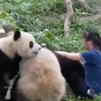 Pandas atacam cuidadora na frente de visitantes em zoológico na China; veja