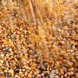 Exportações de grãos da Ucrânia na safra 2023/24 alcançam 40,3 milhões de toneladas