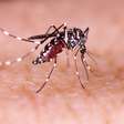 RS registra 109 mortes por dengue em 2024