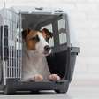 Médicos veterinários pedem regulamentação para transporte de animais