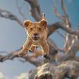 Trailer | Disney divulga primeira prévia do prólogo de "O Rei Leão"