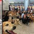 Protesto em Porto Alegre pede justiça para Joca e mudanças no transporte aéreo de animais
