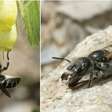 Pesquisadores descobrem nova espécie de abelha em local "inesperado"; saiba onde
