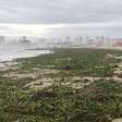 VÍDEO: Orla de Imbé fica coberta por vegetação vinda das enchentes