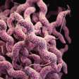 Molécula produzida por bactérias do intestino pode tratar gripe