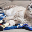 Gata tem as patas queimadas, é amputada e ganha próteses para voltar a andar