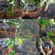 Orangotango cura a própria ferida com planta medicinal
