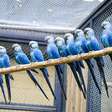 Zoo de SP cria centro para preservar ararinha-azul, espécie ameaçada de extinção