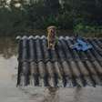 Animais resgatados das enchentes: Confira lista completa de páginas do Instagram
