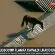 TV flagra cavalo ilhado em telhado de casa no Rio Grande do Sul