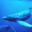 Falar na língua das baleias pode ajudar na busca por alienígenas