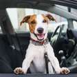 8 dicas para transportar animais no carro com segurança