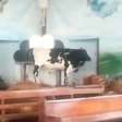 Boi se abriga em altar de igreja durante as enchentes no RS; veja vídeo