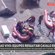 Felipe Neto pede para adotar cavalo resgatado em telhado no Rio Grande do Sul