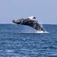 Bora ver baleia! Ingressos para observação de jubartes já estão à venda