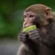 Macacos conseguem batucar ao som de Backstreet Boys