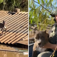 Cão pitbull é resgatado após ficar 6 dias ilhado em telhado no RS; veja