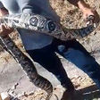Cobra de quase dois metros é resgatada após atacar gato na Linha Amarela