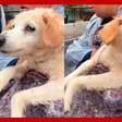 Cachorro continua 'nadando' mesmo após ser resgatado por voluntários