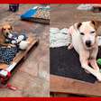 Cachorros resgatados ganham brinquedos de pelúcia e se divertementrar na conta blazeabrigo no RS