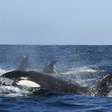 "Gangue de orcas" afunda iate no Estreito de Gibraltar