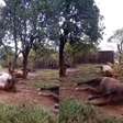 Vídeo mostra 15 cavalos que morreram após ficarem amarrados durante enchente no RS; imagens fortes