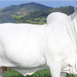 Filhote de vaca mais cara do mundo é vendida a R$ 3 milhões para ajudar vítimas do RS