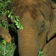 Elefanta de 52 anos morre por eutanásia após deitar e não conseguir levantar