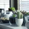 Harmonize seu lar: Plantas perfeitas o bem-estar nas residências