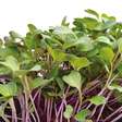 Microverdes: conheça as plantas jovens e altamente nutritivas