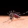 Entenda como a dengue pode afetar o cérebro