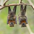 Qual é o risco do morcego transmitir doenças infecciosas? Pesquisa em SP busca respostas