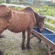 Cavalo é abandonado por carroceiro em estado grave, é adotado por família e sobrevive