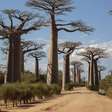 Cientistas revelam mistério por trás dos antiquíssimos baobás, as árvores da vida