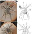 Fóssil de aranha com pernas espinhosas intriga cientistas
