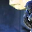 Chimpanzé em zoo da Espanha se recusa a soltar filhote que morreu há três meses