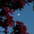 Lua das Flores: o significado e as previsões da Lua Cheia desta quinta-feira