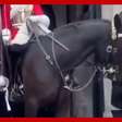 Cavalo da Guarda Real morde turista em Londres