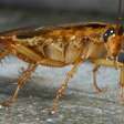 Cientistas descobrem origem da barata mais comum no mundo